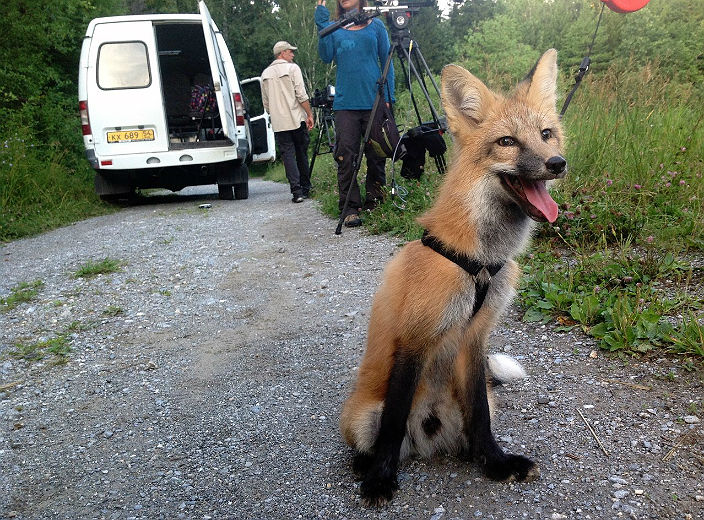 Лисы, стресс и эволюция