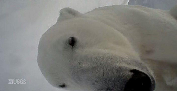 polarbearcamera